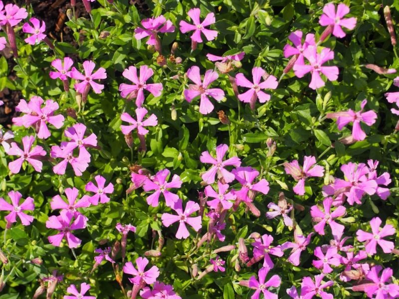 Autumn catchfly (Silene schafta)