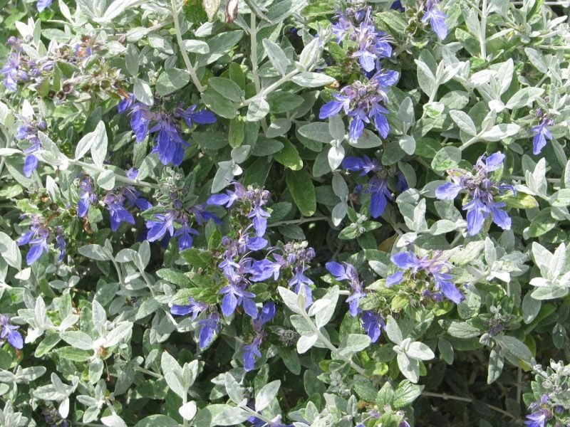 Azure tree germander (Teucrium fruticans 'Azureum')