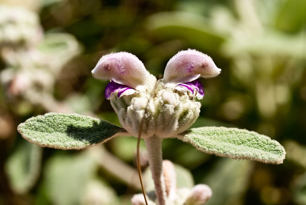 Balearic Island sage (Phlomis italica)