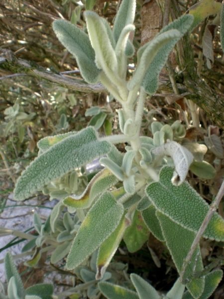 How to plant Balearic Island sage (Phlomis italica)_1
