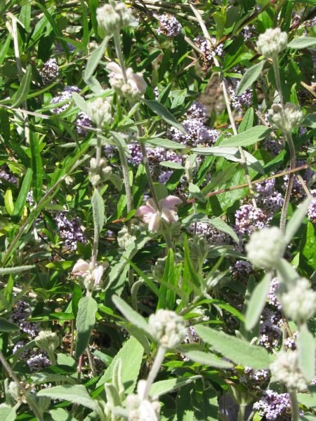Where to plant Balearic Island sage (Phlomis italica)_2