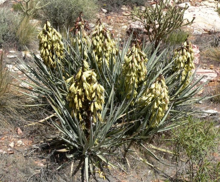 Banana yucca (Yucca baccata)
