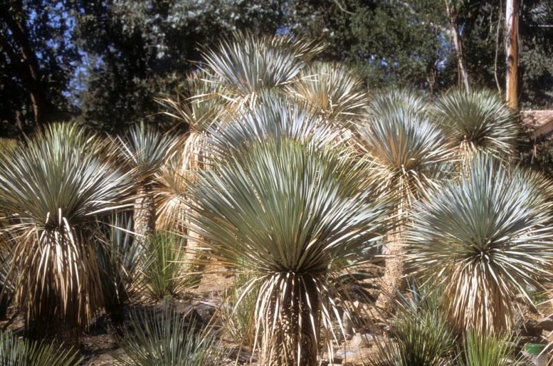 Beaked yucca (Yucca rostrata)