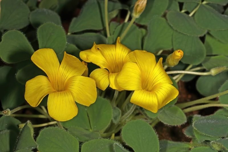 Black-spotted wood sorrel (Oxalis melanosticta)