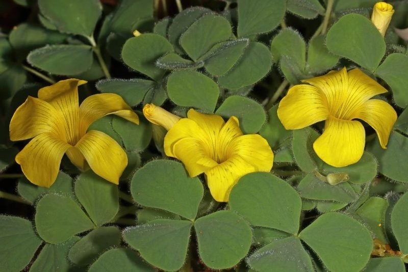 How to plant Black-spotted wood sorrel (Oxalis melanosticta)_1