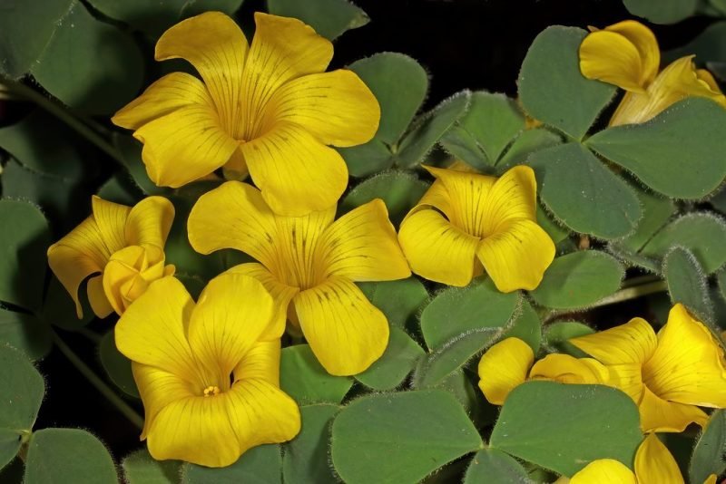 Where to plant Black-spotted wood sorrel (Oxalis melanosticta)_2