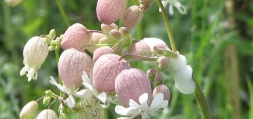 Sea campion (Silene uniflora) - growing guides