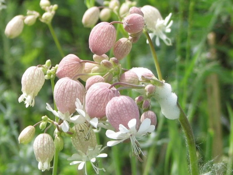Bladder campion (Silene vulgaris)