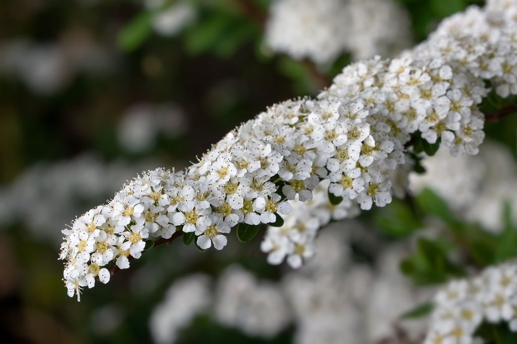 Bridal wreath (Spiraea 'Arguta') - growing guides