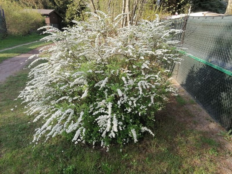 How to plant Bridal wreath (Spiraea 'Arguta')_1