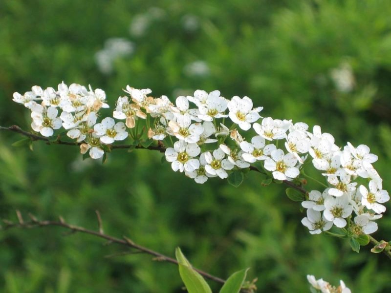 Where to plant Bridal wreath (Spiraea 'Arguta')_2