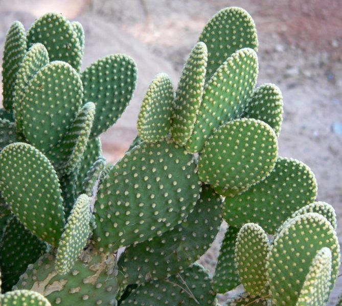 Bunny ears cactus (Opuntia microdasys)