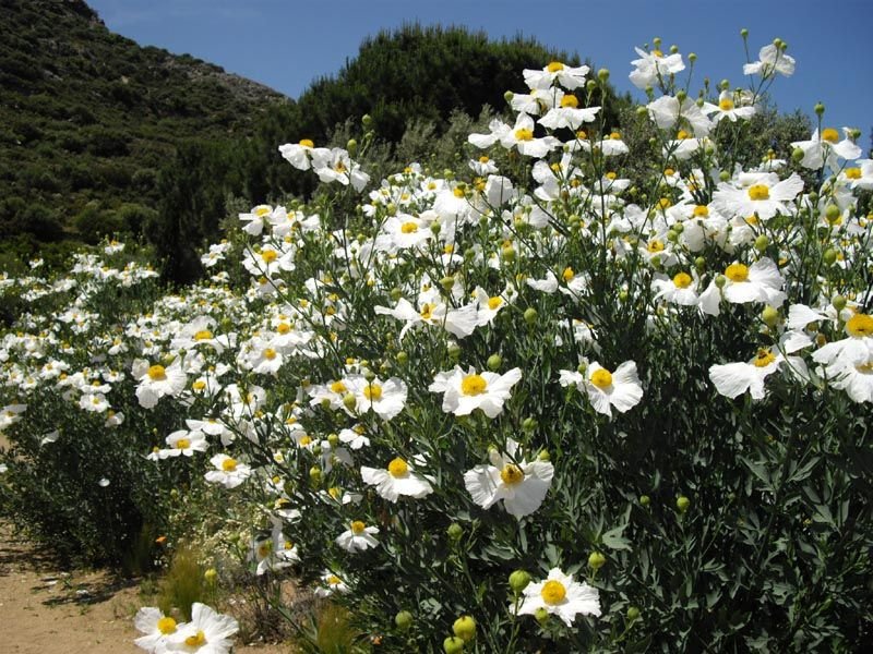 Californian tree poppy (Romneya coulteri)