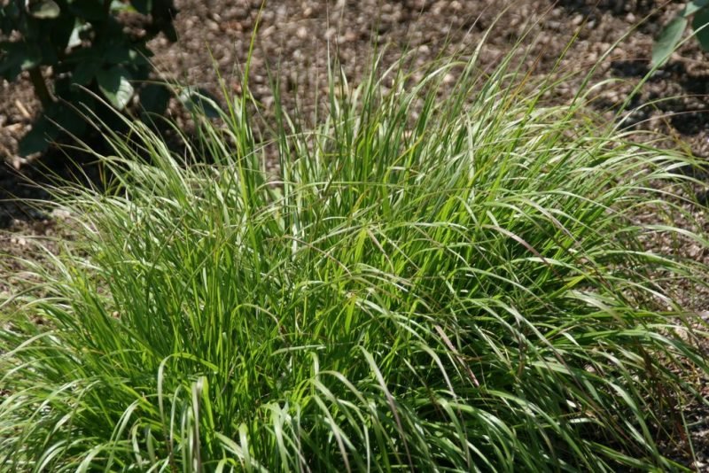 Chinese fountain grass 'Cassian's Choice' (Pennisetum alopecuroides 'Cassian's Choice')
