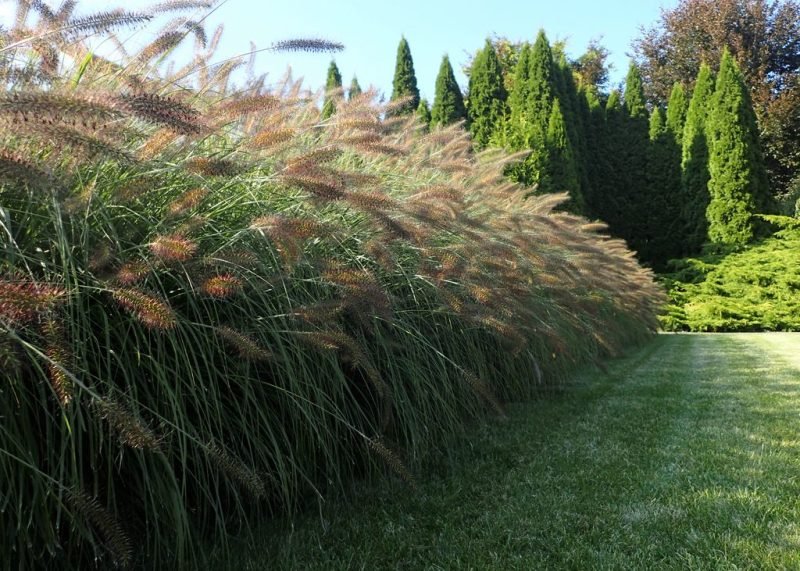 Chinese fountain grass 'Hameln' (Pennisetum alopecuroides 'Hameln')