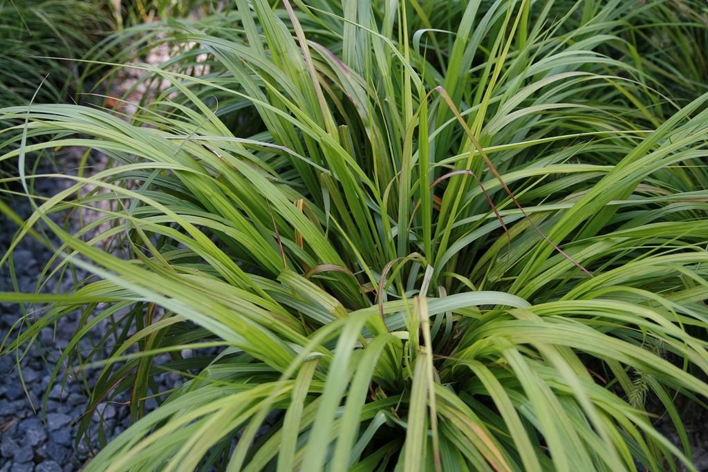Chinese fountain grass 'Moudry' (Pennisetum alopecuroides 'Moudry')