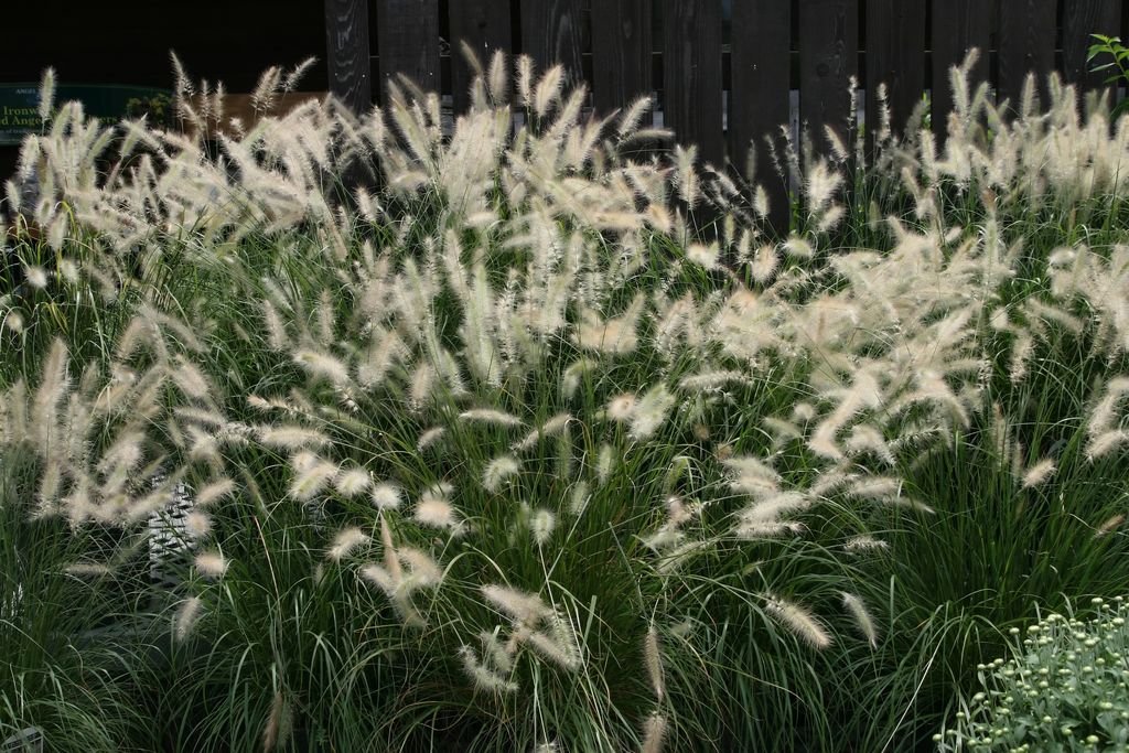 Chinese fountain grass (Pennisetum alopecuroides)