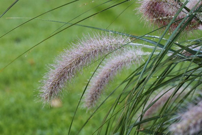 How to plant Chinese fountain grass (Pennisetum alopecuroides)_1