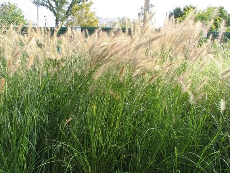 Where to plant Chinese fountain grass (Pennisetum alopecuroides)_2