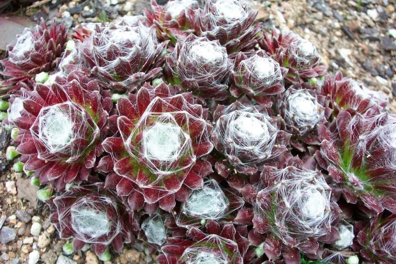 Cobweb houseleek (Sempervivum arachnoideum)