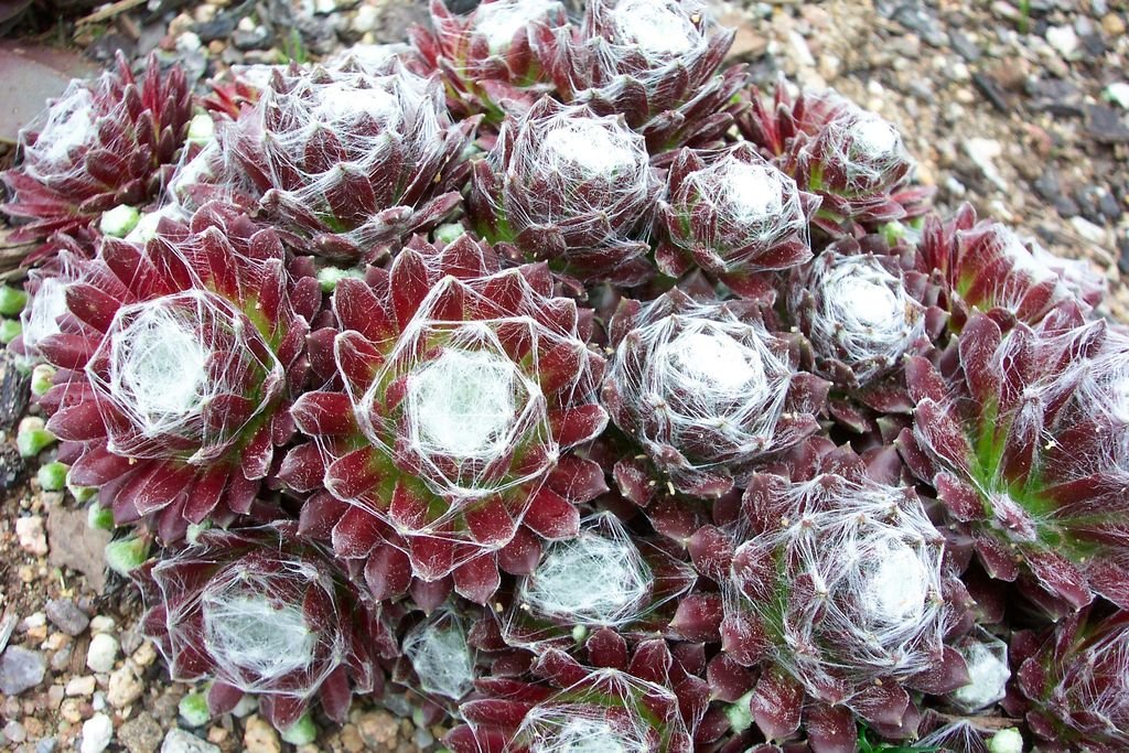 Cobweb houseleek (Sempervivum arachnoideum)