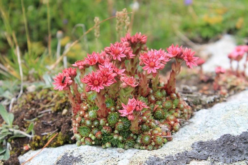 How to plant Cobweb houseleek (Sempervivum arachnoideum)_1