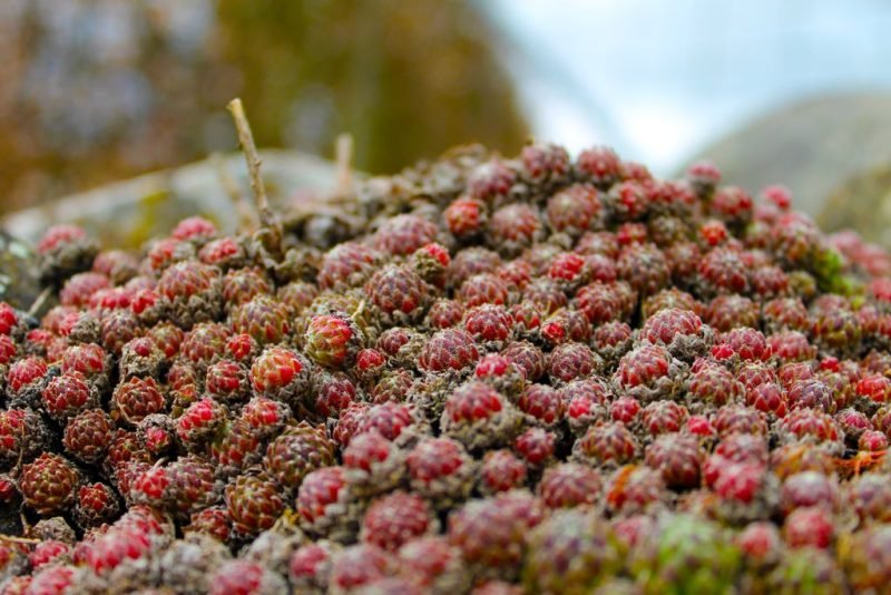 Where to plant Cobweb houseleek (Sempervivum arachnoideum)_2