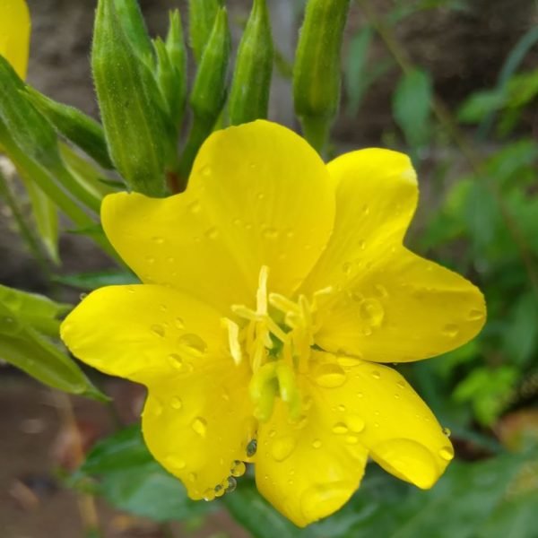 How to plant Common evening primrose (Oenothera biennis)_1