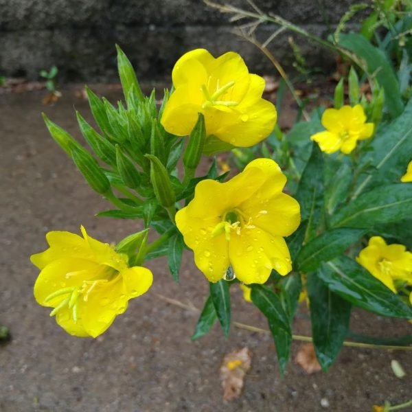 Where to plant Common evening primrose (Oenothera biennis)_2