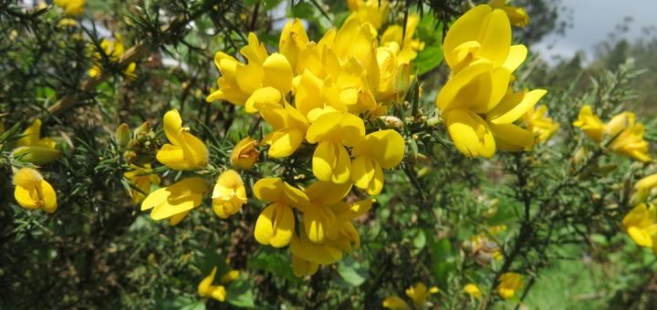 Ulex Genus - Dear Plants