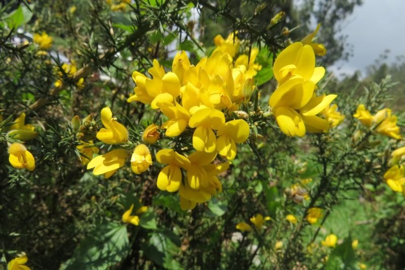 Common gorse (Ulex europaeus)