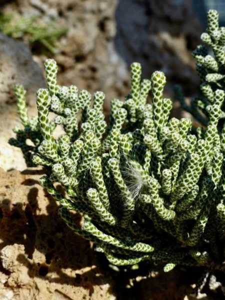 Coral ozothamnus (Ozothamnus coralloides)