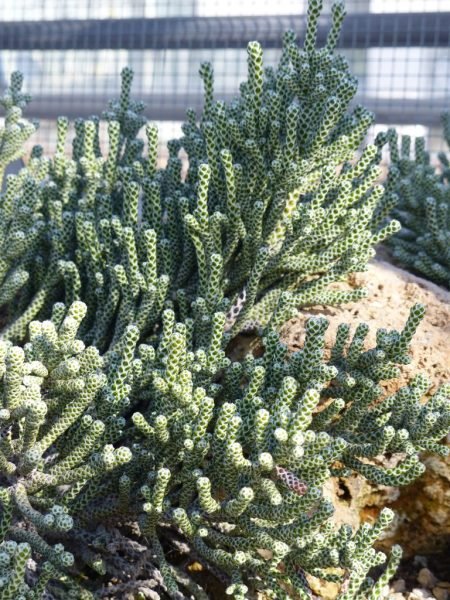 How to plant Coral ozothamnus (Ozothamnus coralloides)_1