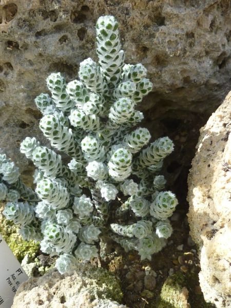 Where to plant Coral ozothamnus (Ozothamnus coralloides)_2