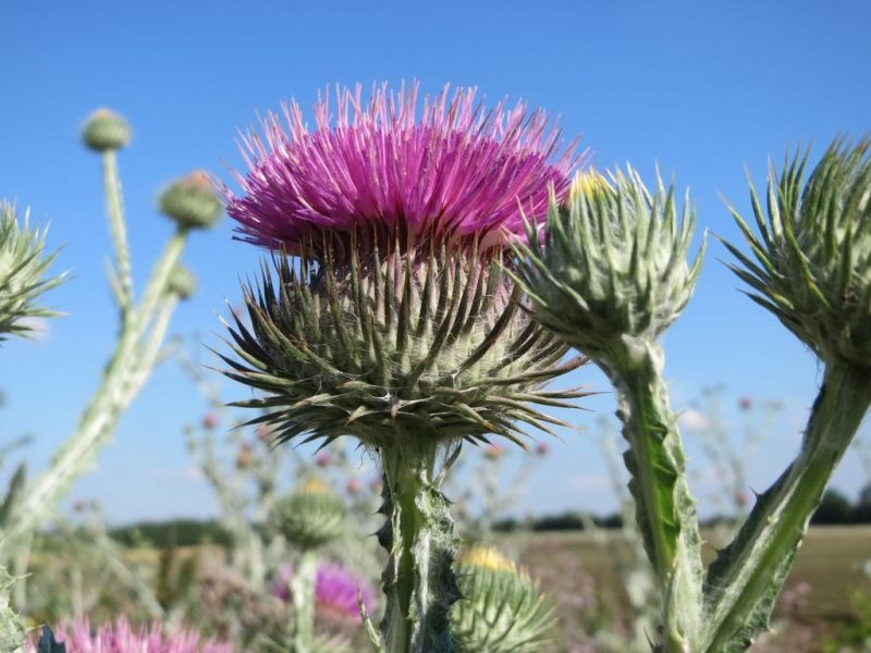 Cotton thistle (Onopordum acanthium)