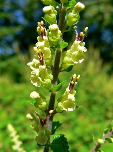 Curly wood sage (Teucrium scorodonia 'Crispum')