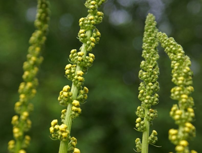 Dark mullein (Verbascum nigrum)