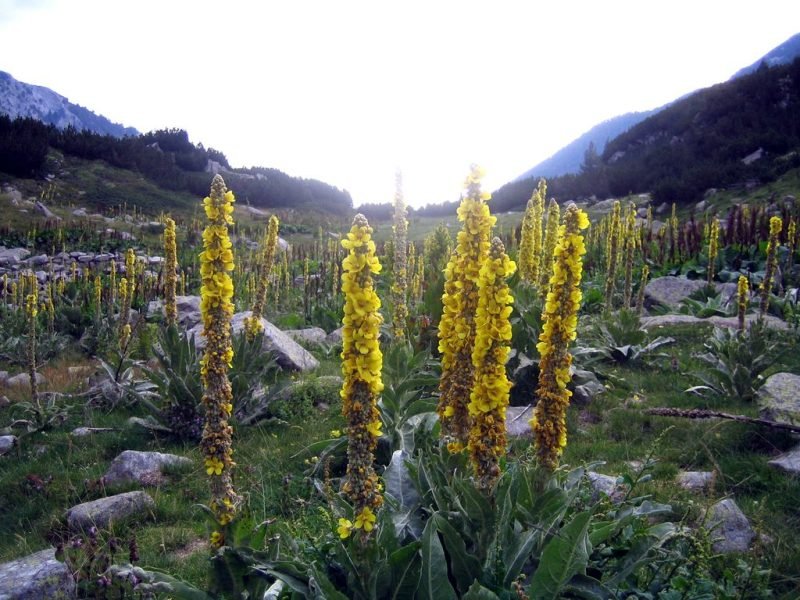 Dense-flowered mullein (Verbascum densiflorum)
