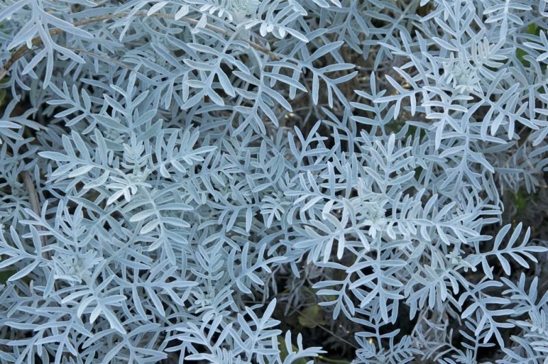 Dusty miller (Senecio viravira)