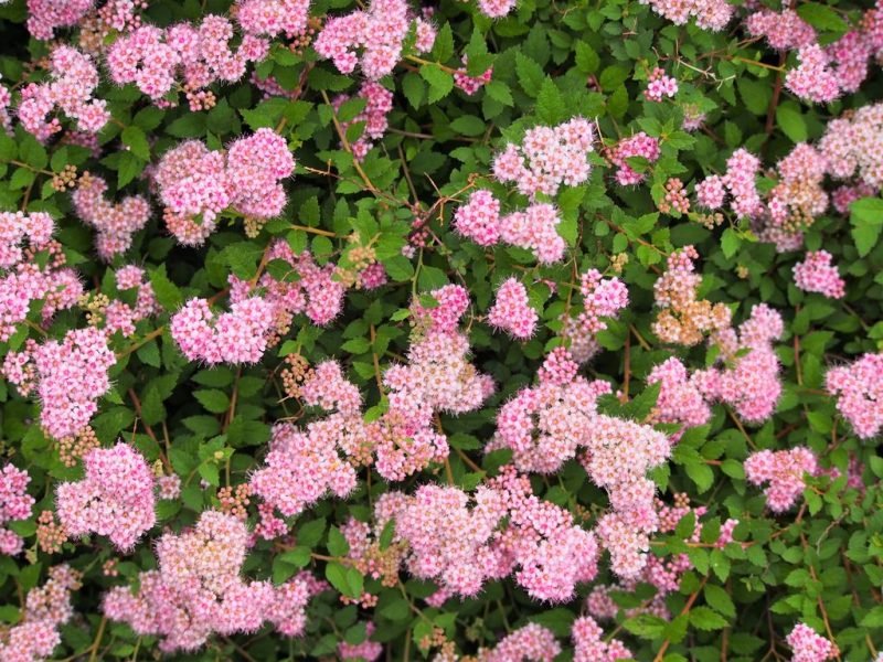 Dwarf Japanese spirea (Spiraea japonica 'Nana')