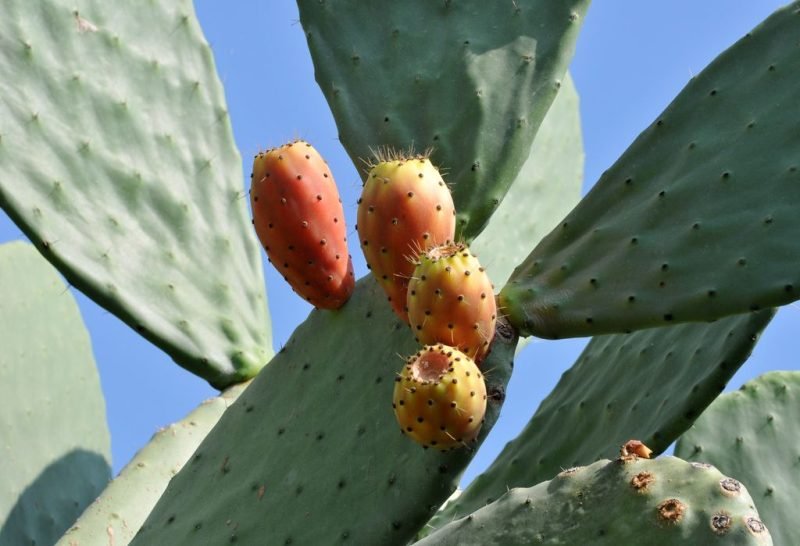 Edible prickly pear (Opuntia ficus-indica)
