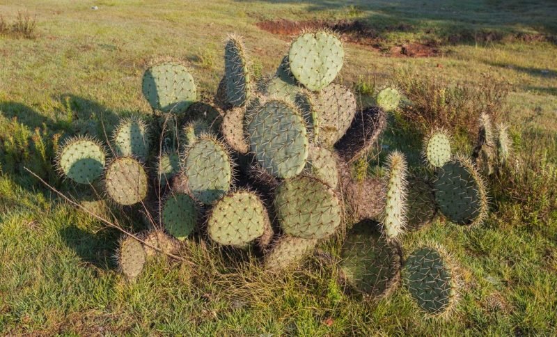 How to plant Edible prickly pear (Opuntia ficus-indica)_1