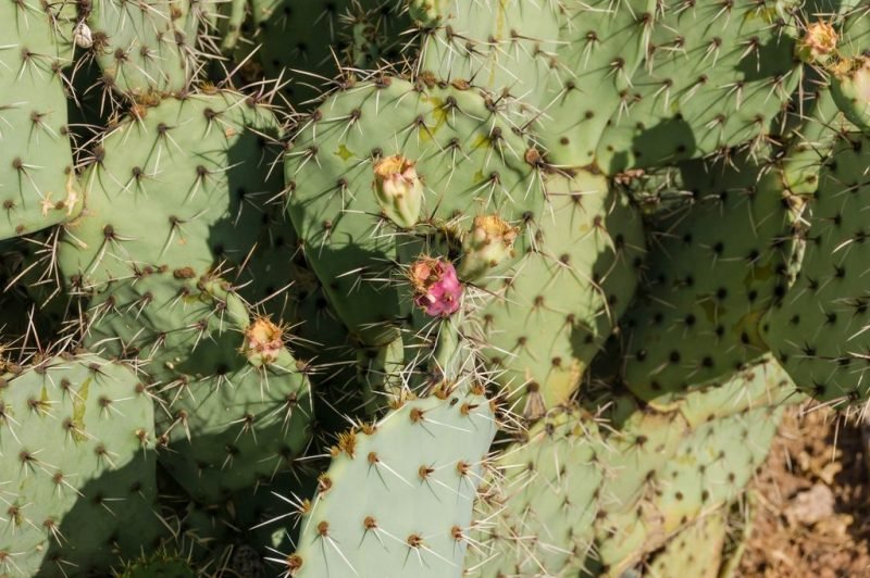 Where to plant Edible prickly pear (Opuntia ficus-indica)_2
