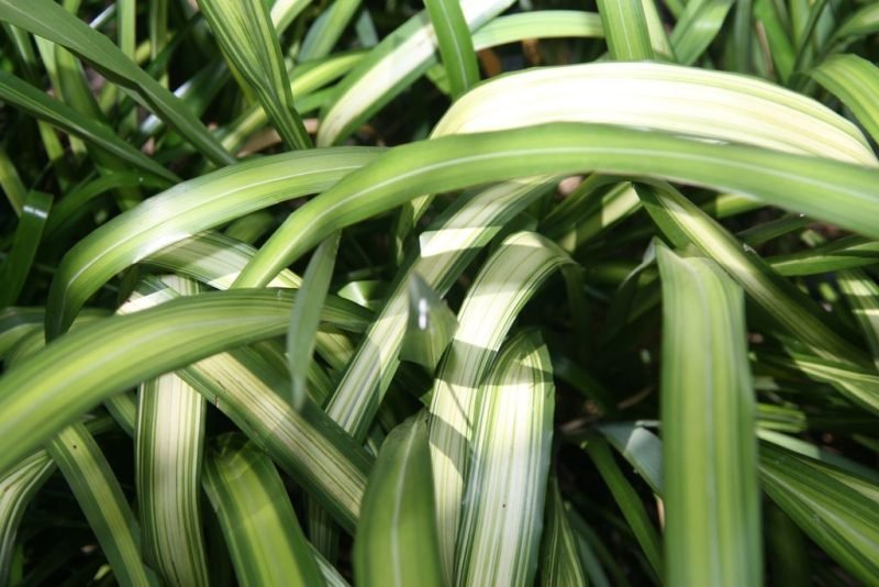 How to plant Flax lily 'Yellow Wave' (Phormium 'Yellow Wave')_1