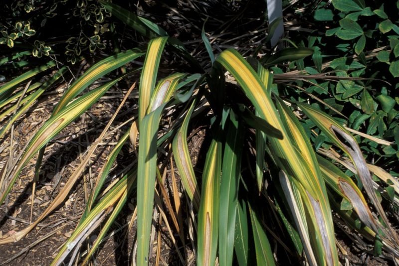 Where to plant Flax lily 'Yellow Wave' (Phormium 'Yellow Wave')_2