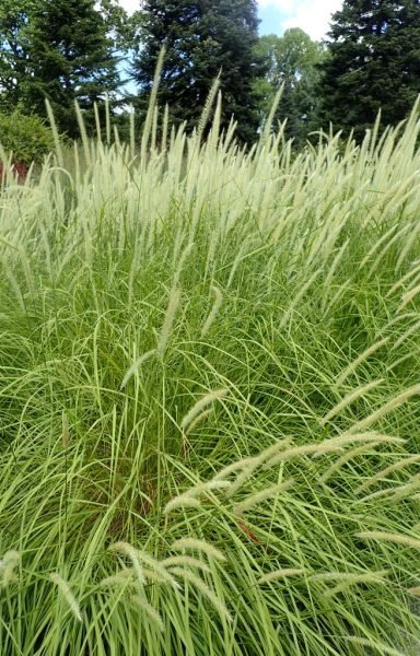 Fountain grass 'Fairy Tails' (Pennisetum 'Fairy Tails')