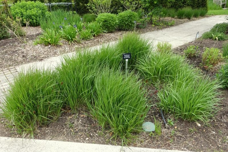 Fountain grass 'Red Buttons' (Pennisetum thunbergii 'Red Buttons')
