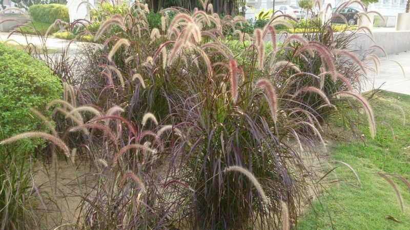 Fountain grass 'Rubrum' (Pennisetum advena 'Rubrum')