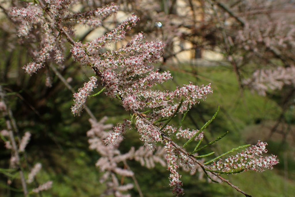 Four-stamen tamarisk (Tamarix tetrandra)
