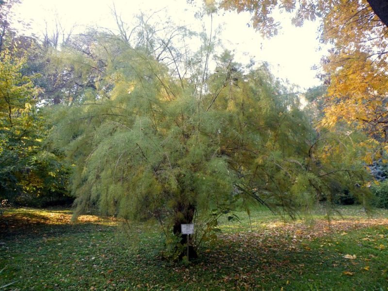 How to plant Four-stamen tamarisk (Tamarix tetrandra)_1